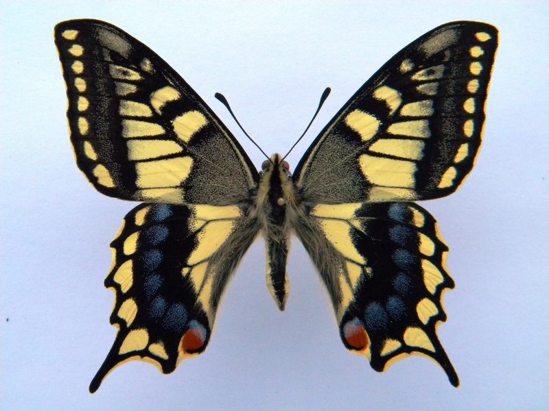 Papilio machaon (cold shock abb 9) (Internet Image property of respective owner, non-commercial use only)